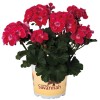 Pelargonium 'Savannah® TexMex Ruby' - Pelargoon 'Savannah® TexMex Ruby'